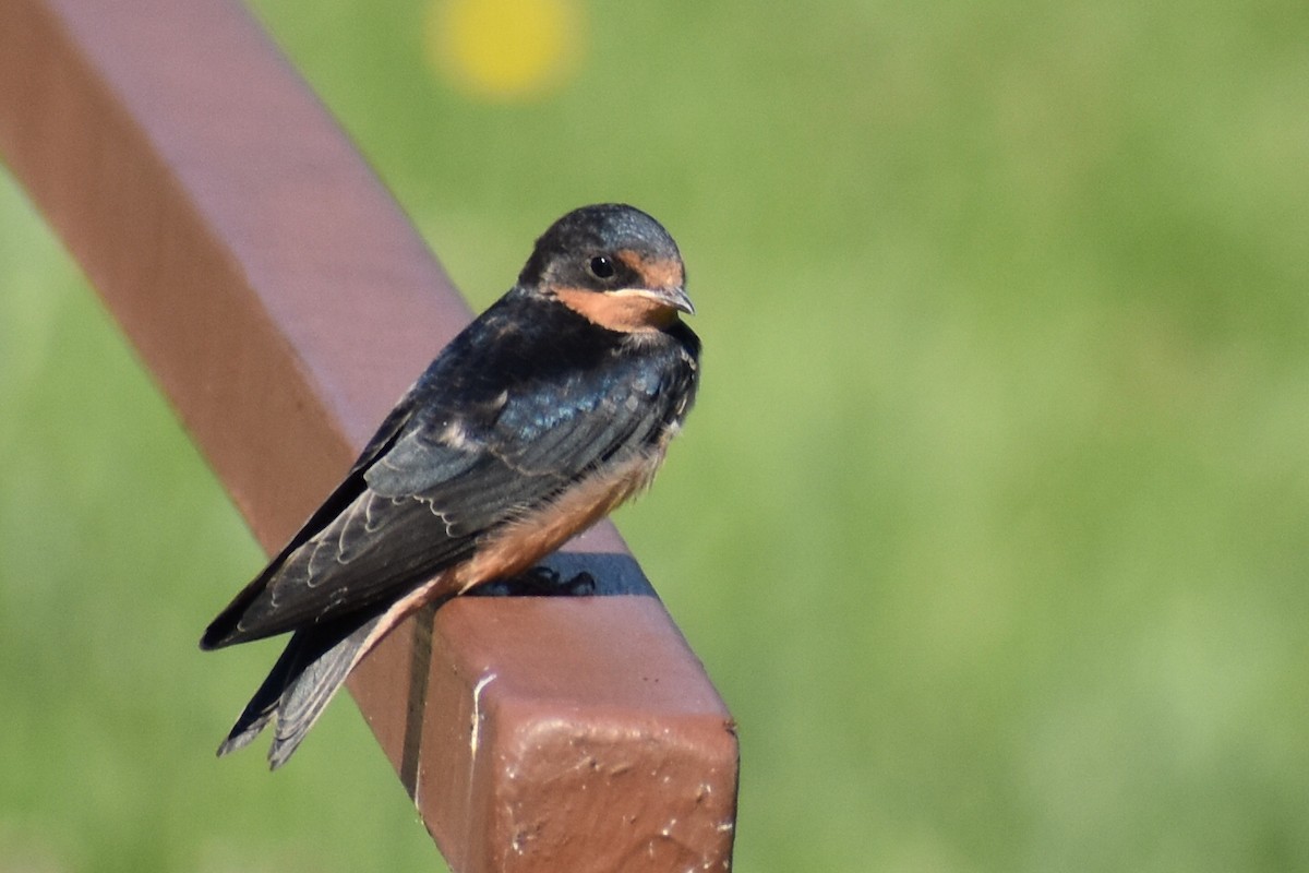 Barn Swallow - ML619783489