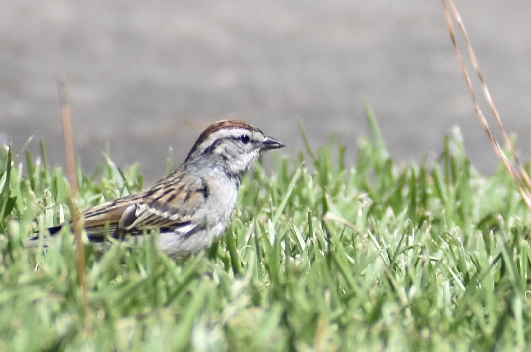 Chipping Sparrow - ML619783526
