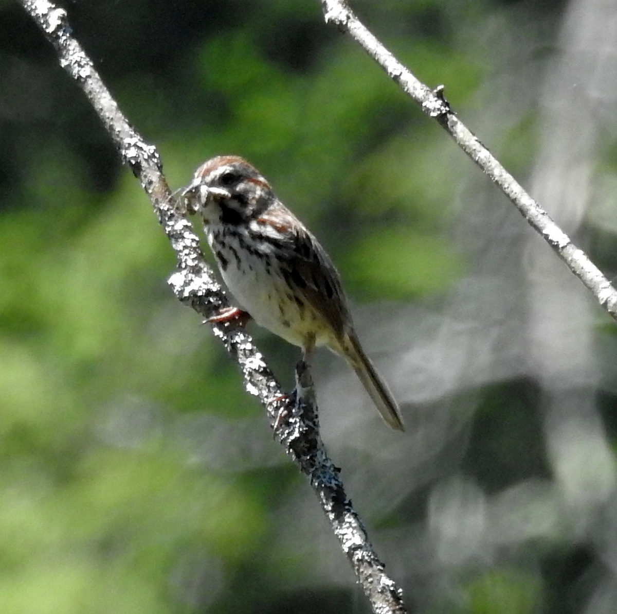 Song Sparrow - ML619783533