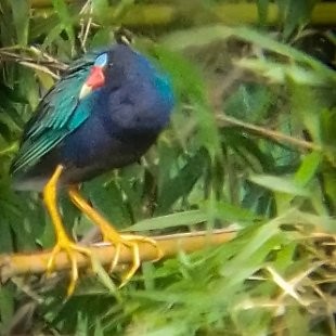 Purple Gallinule - ML619783548