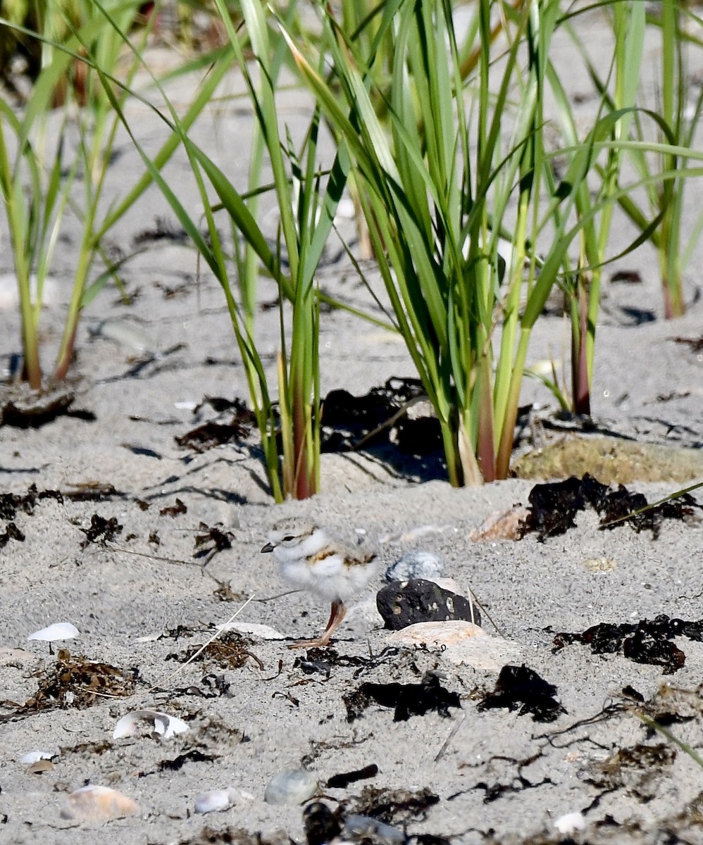 Piping Plover - ML619783562