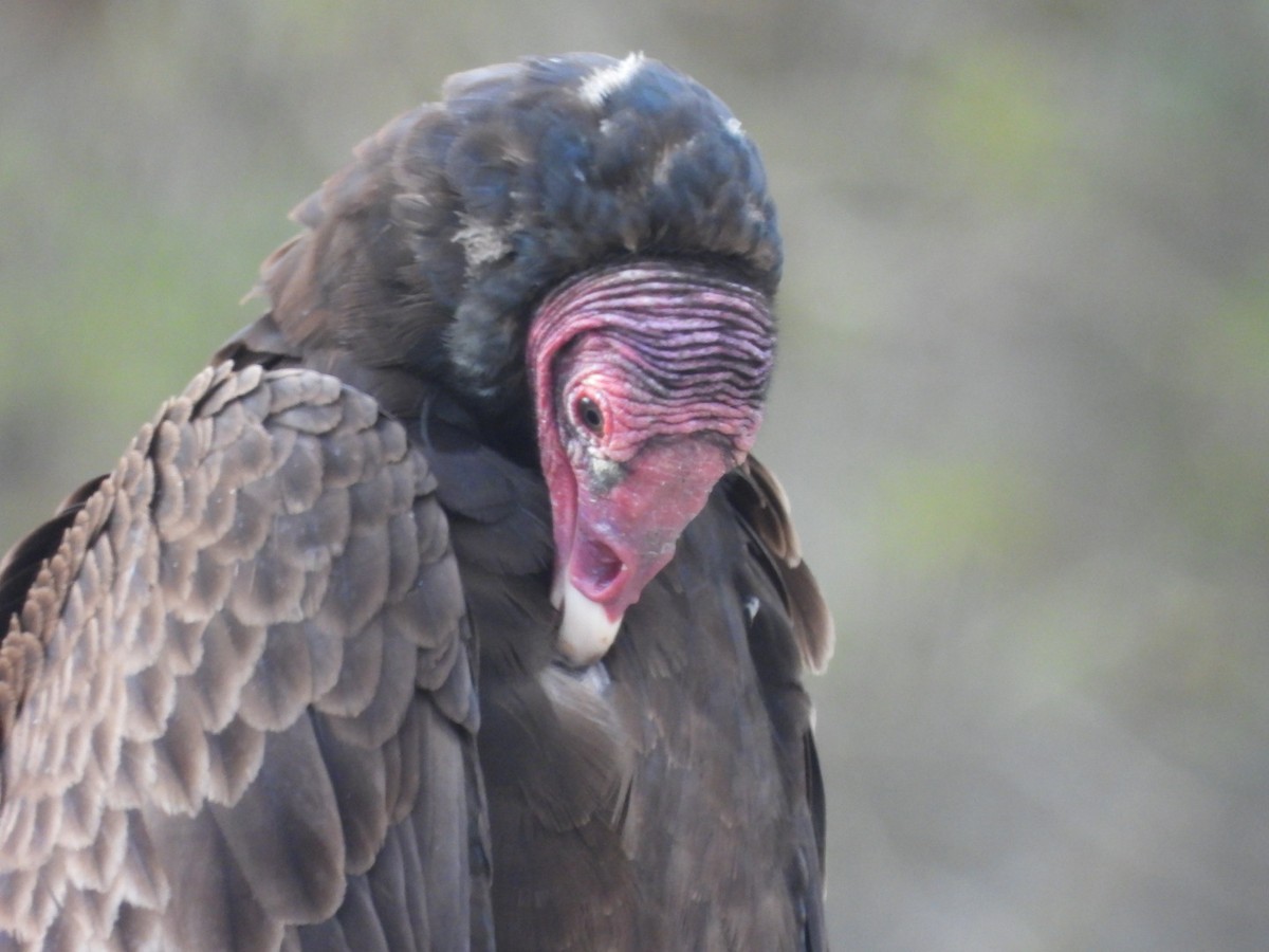 Turkey Vulture - ML619783576