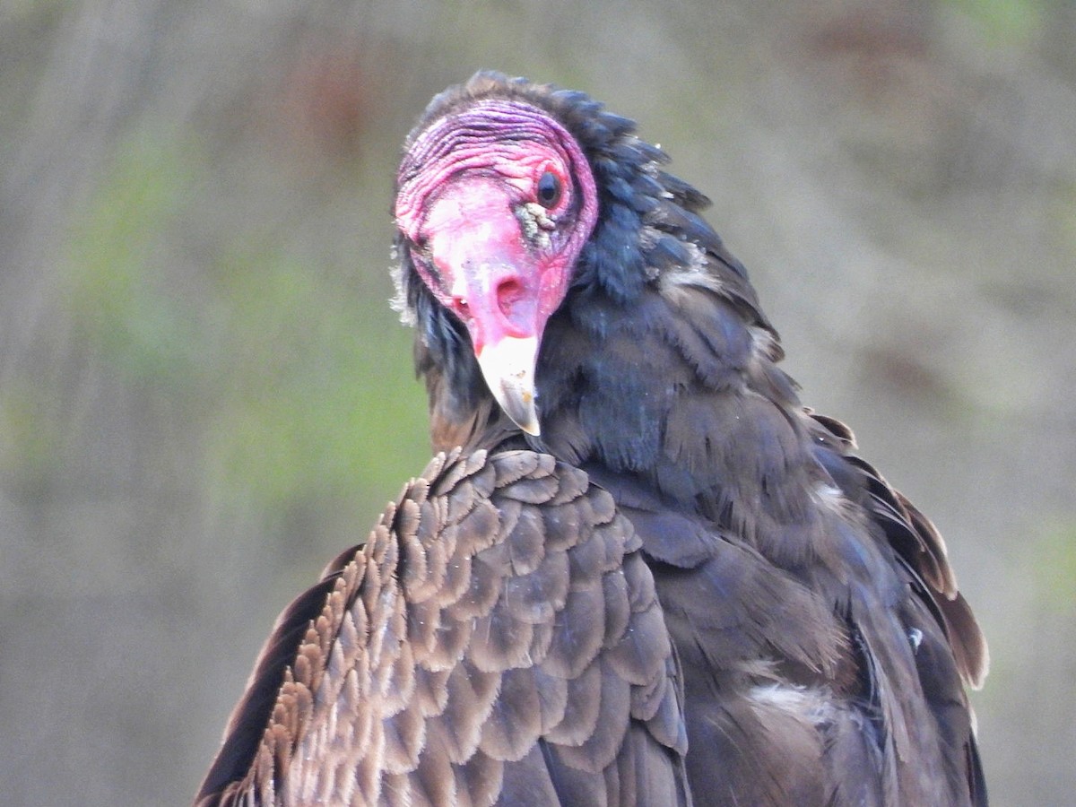 Turkey Vulture - ML619783577