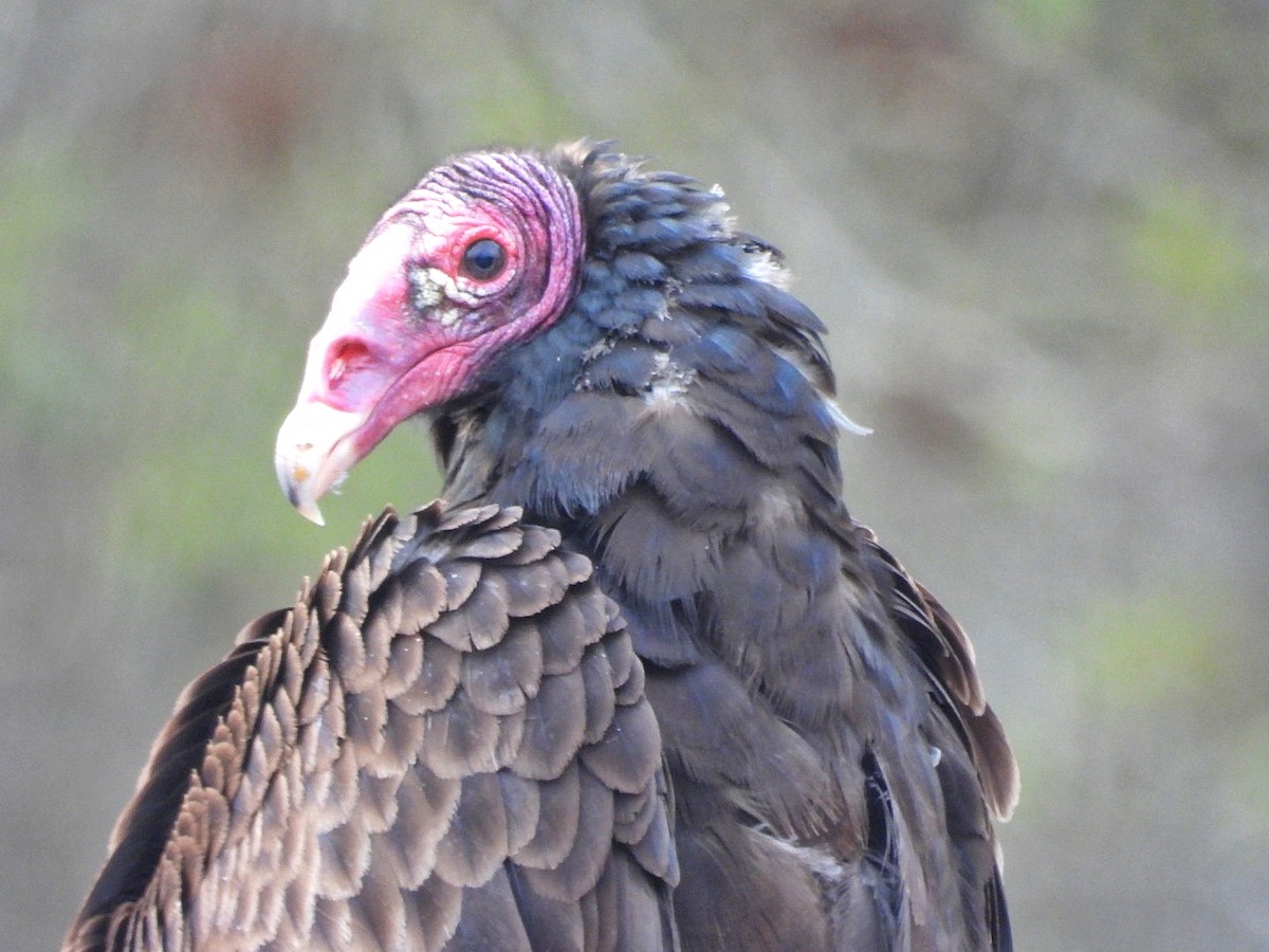 Turkey Vulture - ML619783578