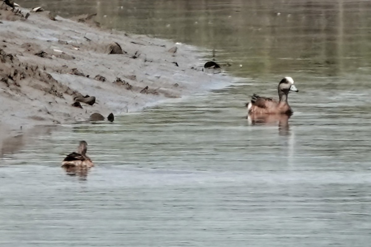 American Wigeon - Celeste Echlin