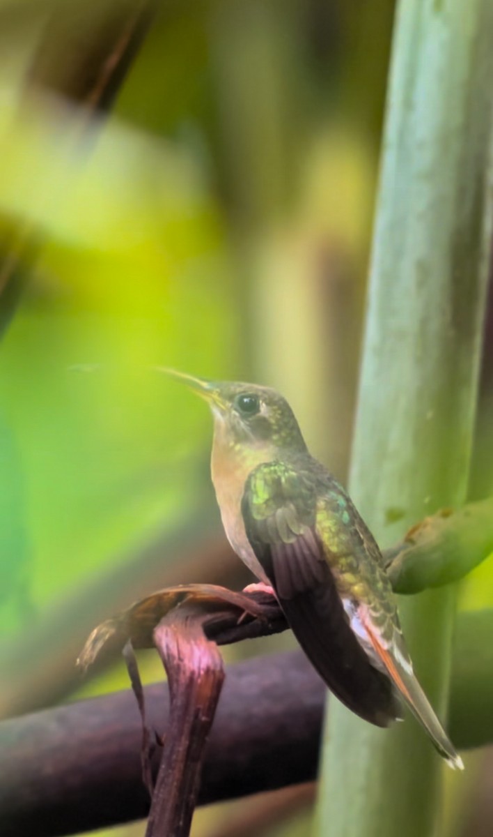 Полосатохвостый колибри-отшельник - ML619783585