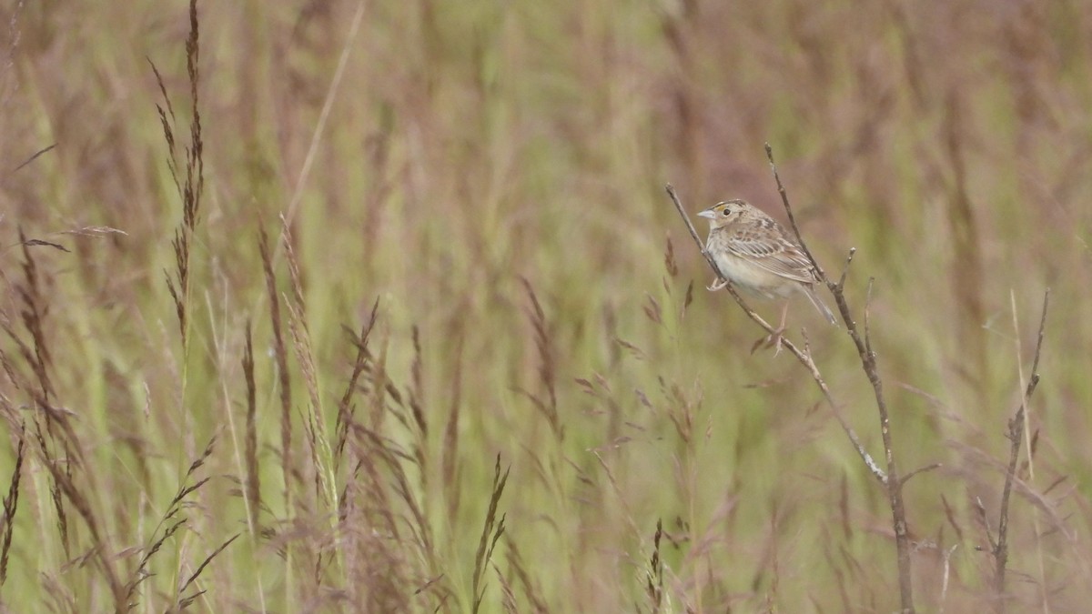 Grasshopper Sparrow - ML619783587