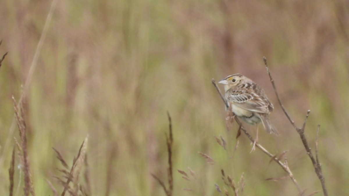 Grasshopper Sparrow - ML619783591