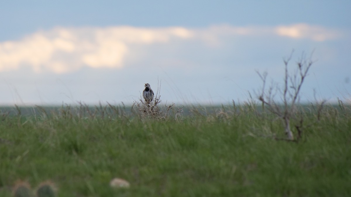 Thick-billed Longspur - ML619783611