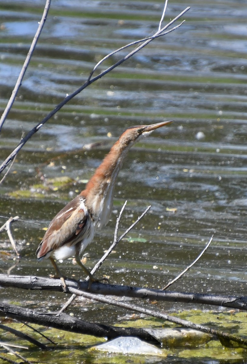 Least Bittern - ML619783621