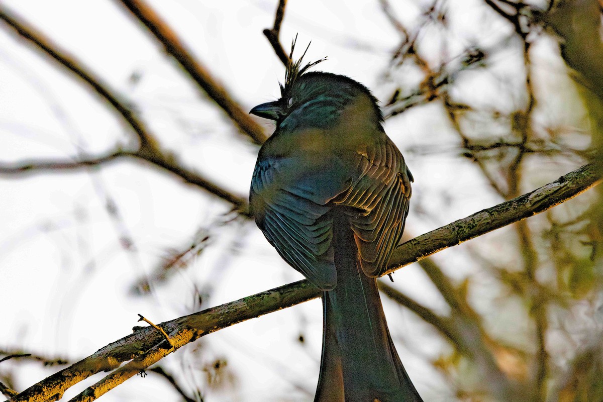 Crested Drongo (Madagascar) - ML619783632