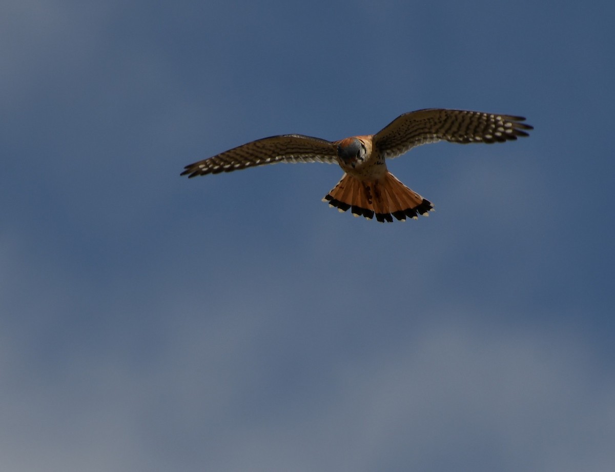 American Kestrel - ML619783646