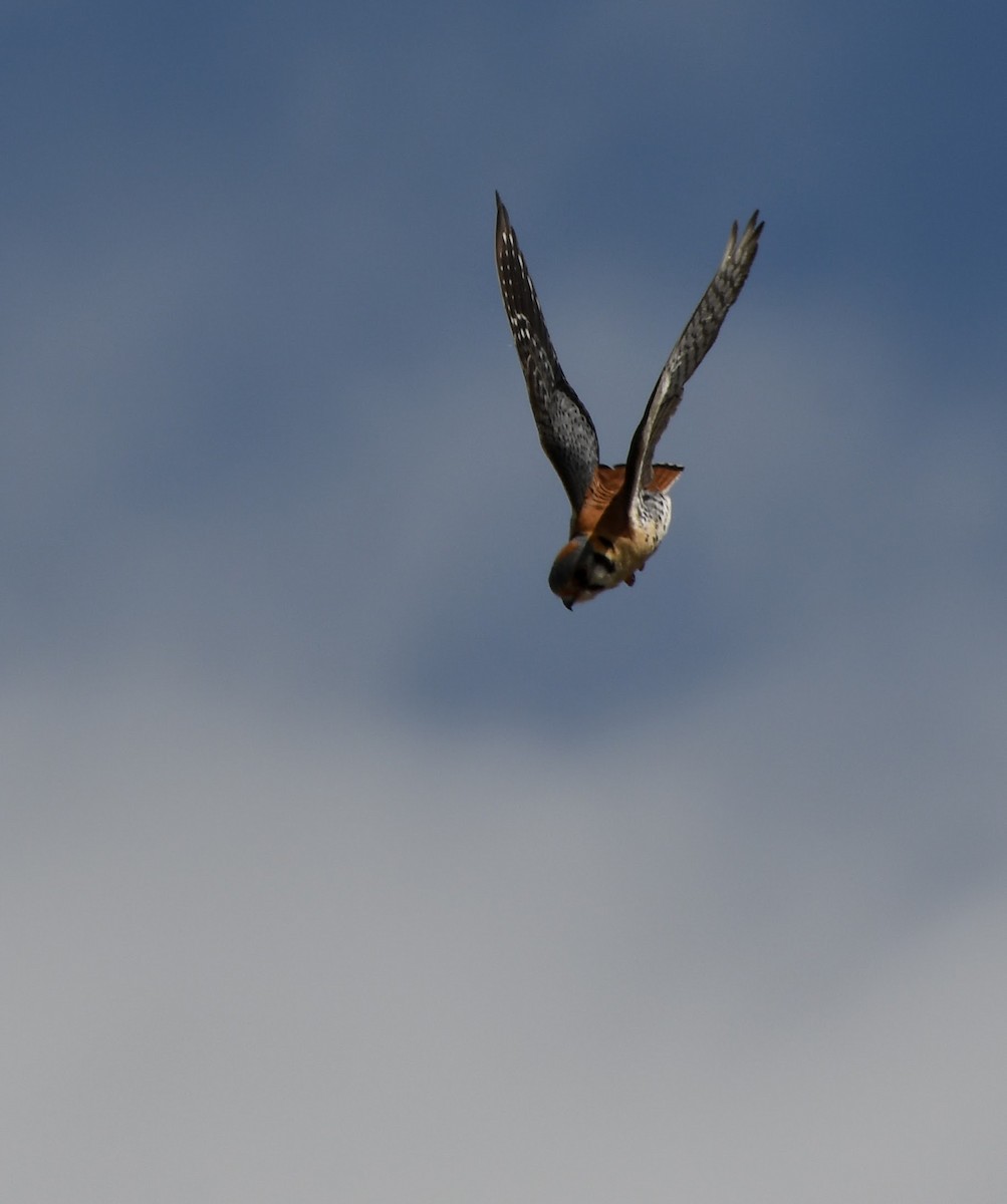 American Kestrel - ML619783649