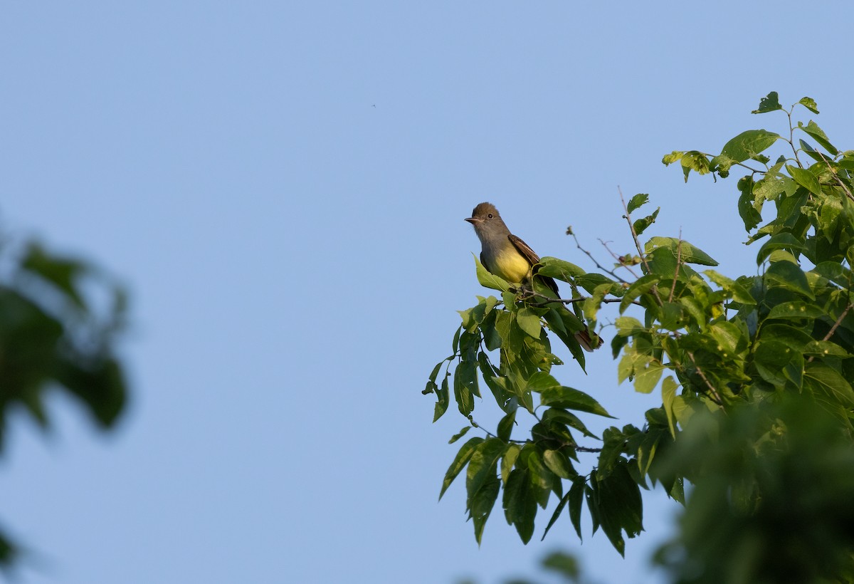 Great Crested Flycatcher - ML619783668