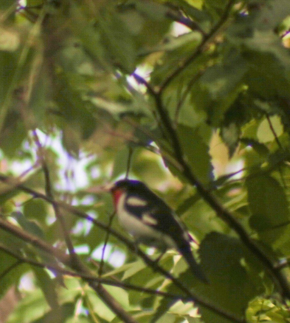 Rose-breasted Grosbeak - Danielle Wertheim