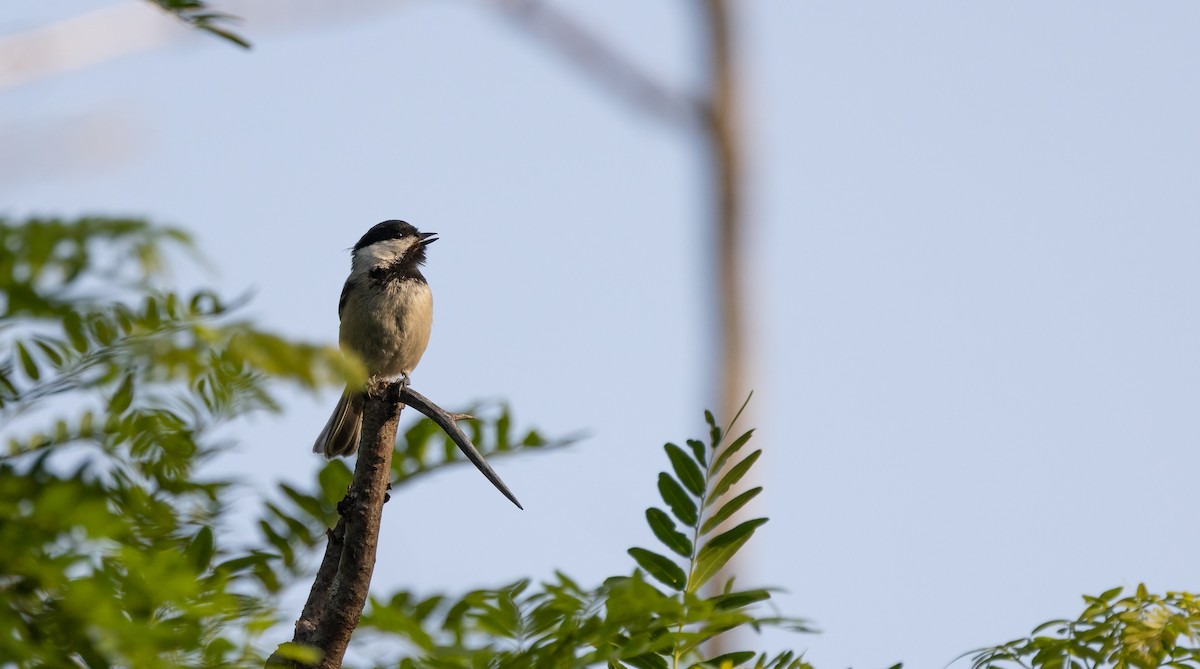 Black-capped Chickadee - ML619783743