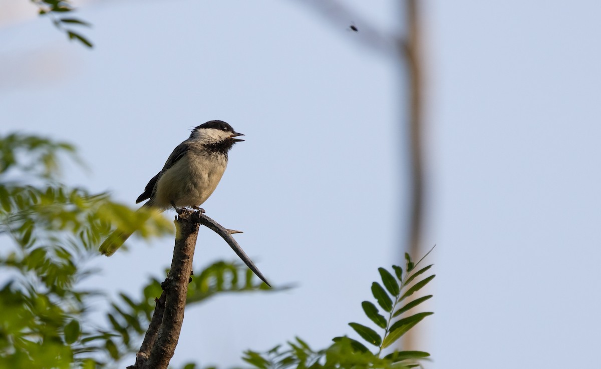 Black-capped Chickadee - ML619783744