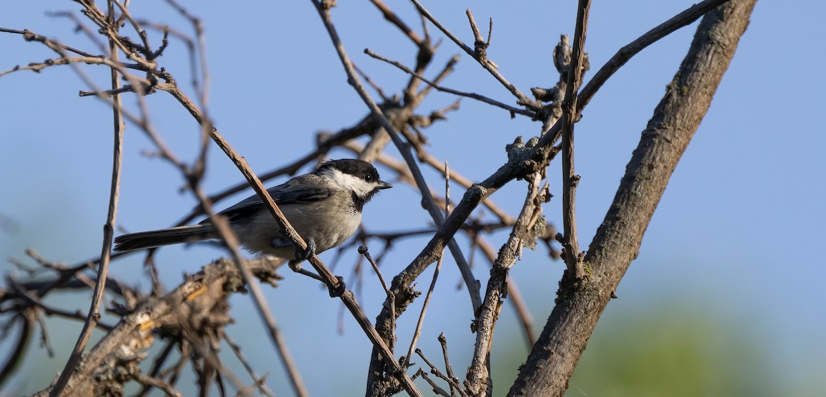 Black-capped Chickadee - ML619783745