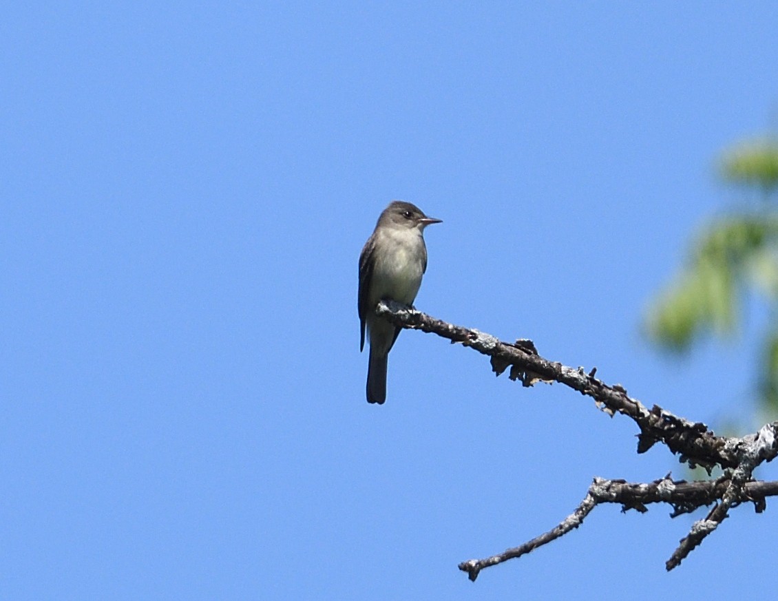 Eastern Wood-Pewee - ML619783747