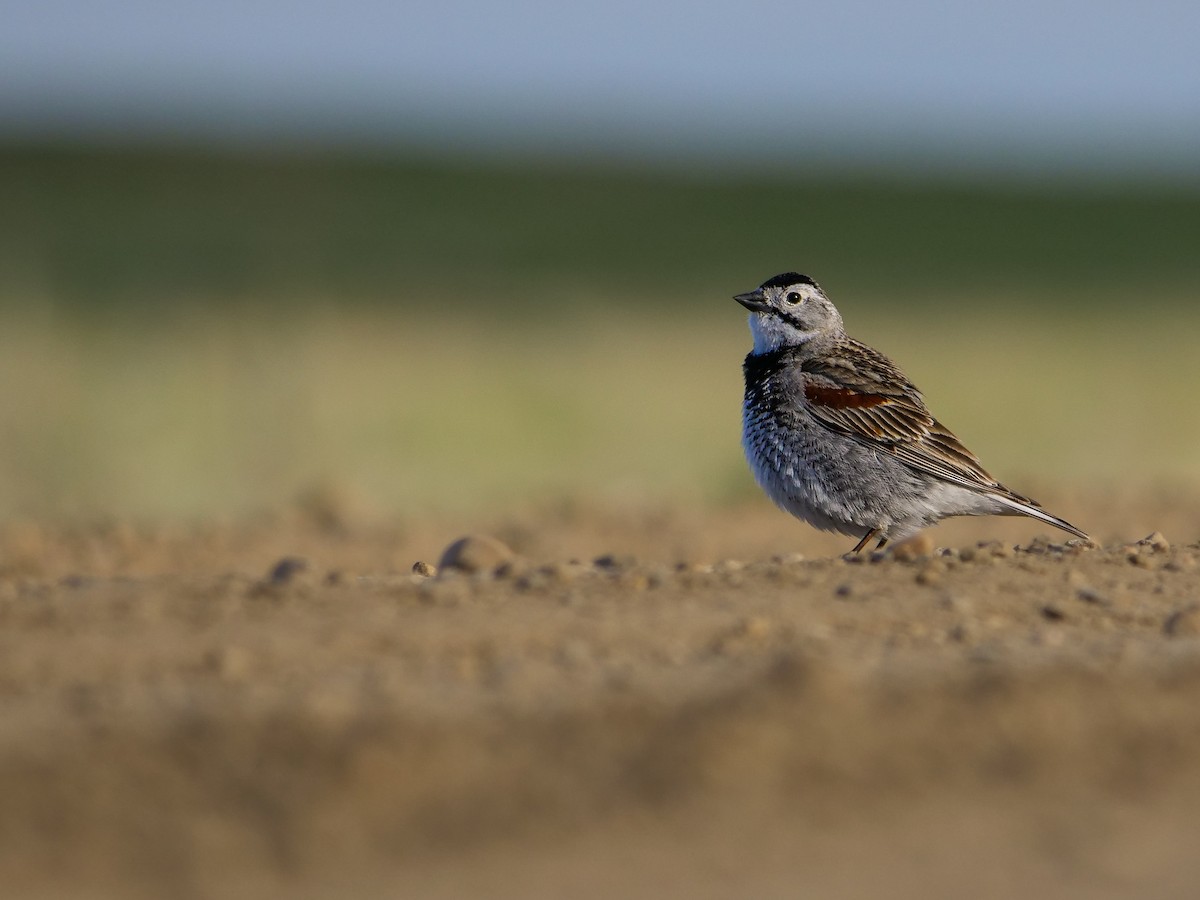 Thick-billed Longspur - ML619783761