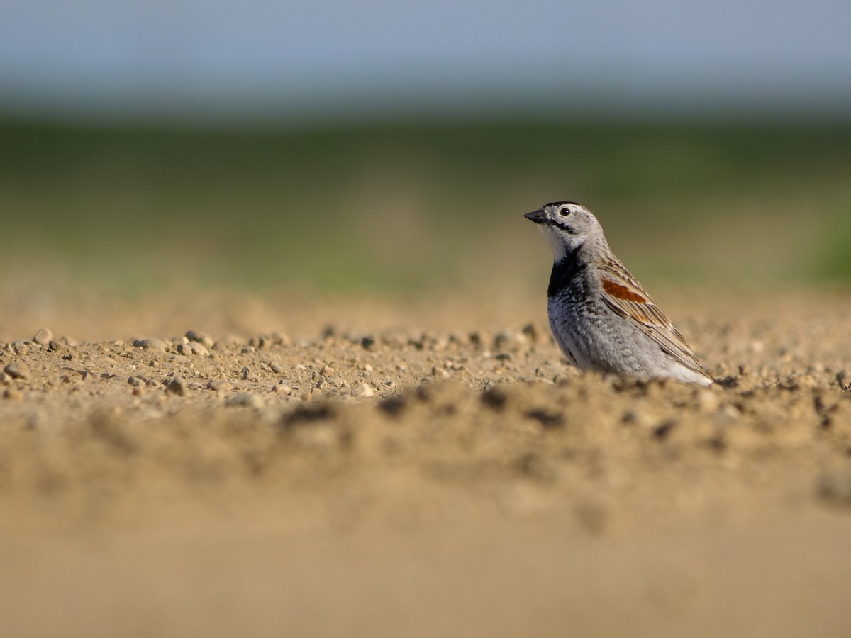 Thick-billed Longspur - ML619783762