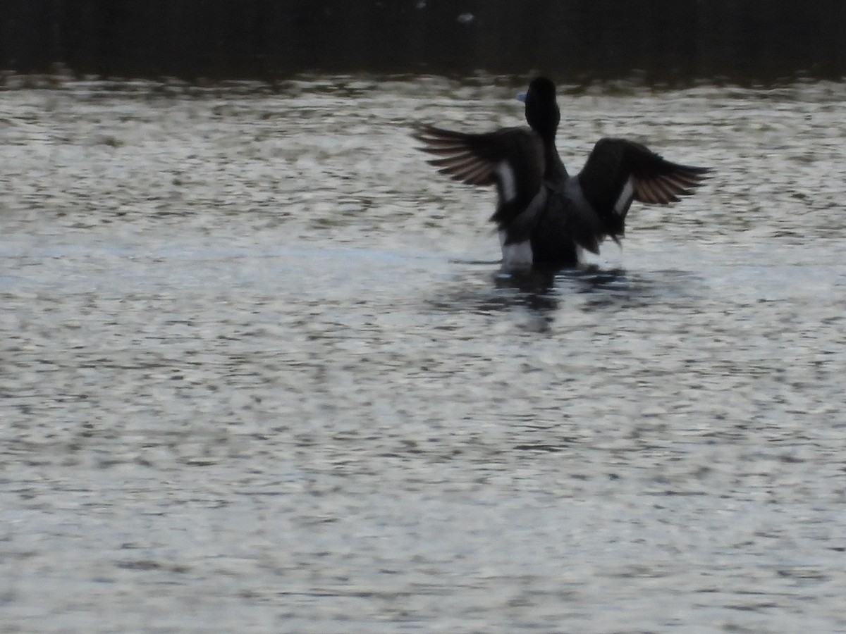 Lesser Scaup - ML619783763