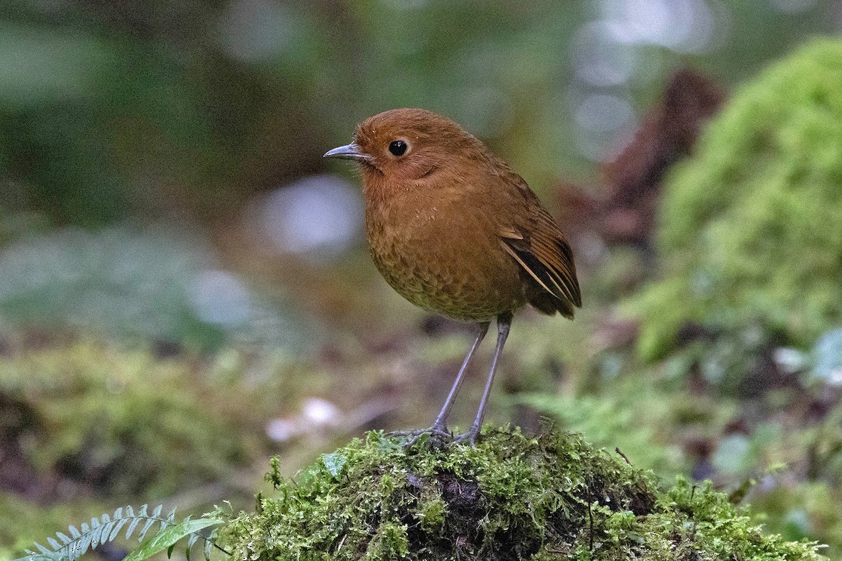 Equatorial Antpitta - ML619783777