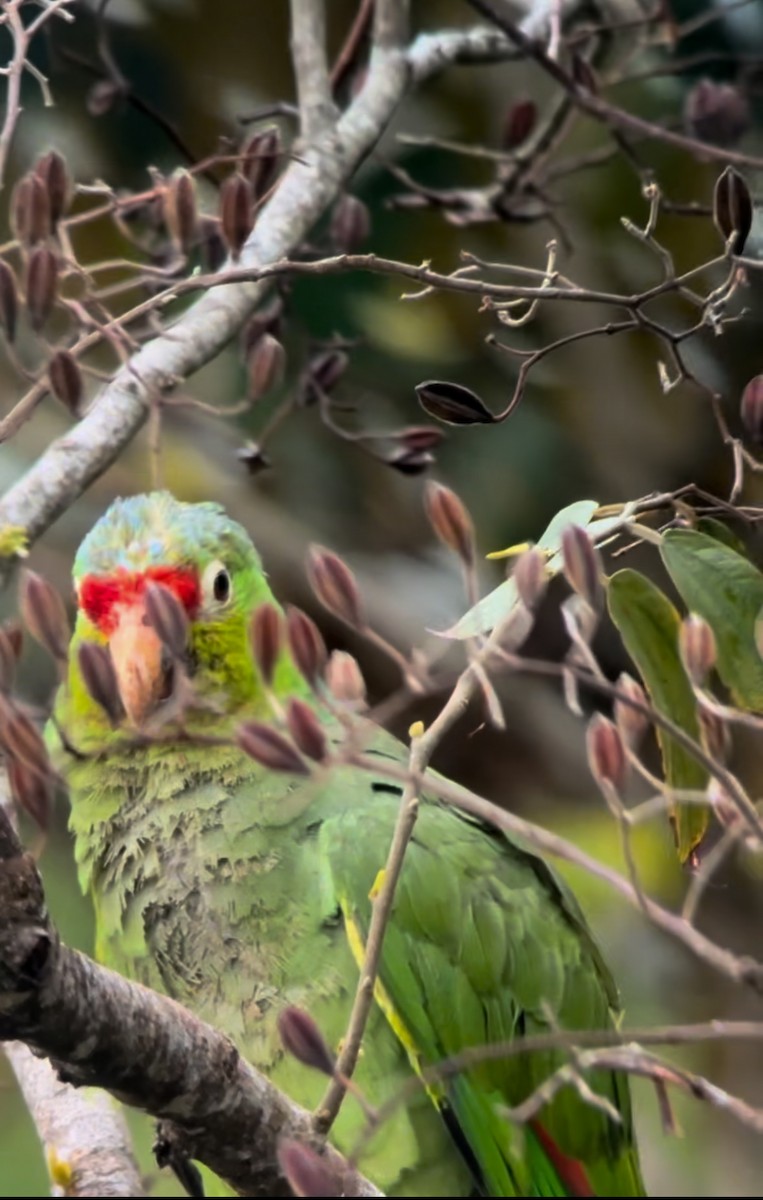 キホオボウシインコ - ML619783786