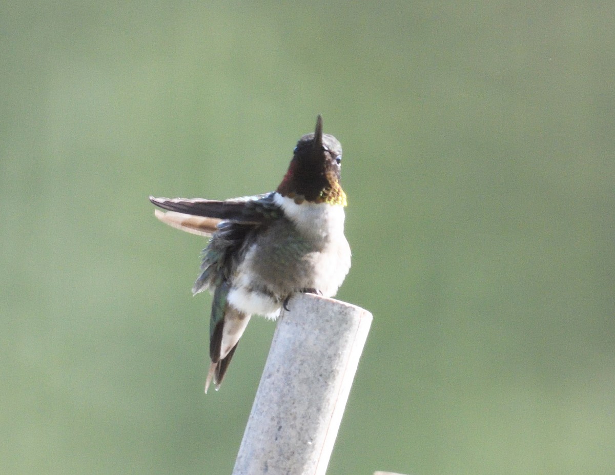 Ruby-throated Hummingbird - ML619783796