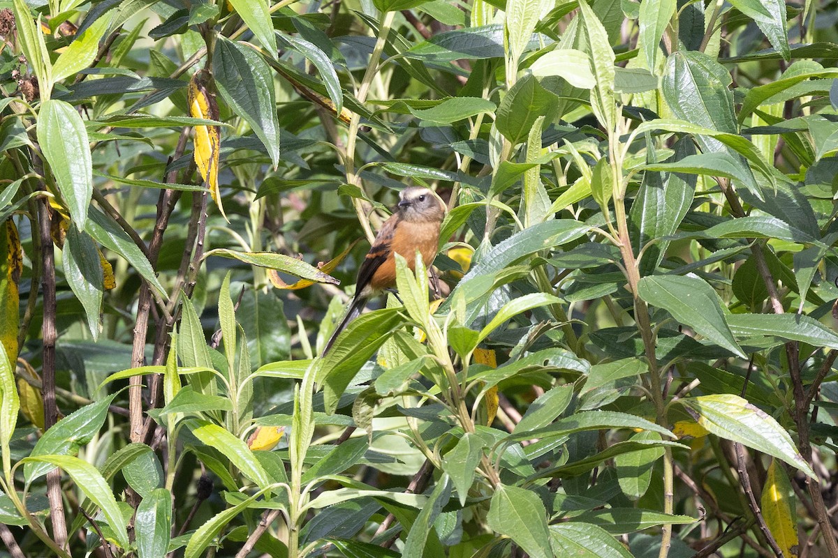 Brown-backed Chat-Tyrant - ML619783825