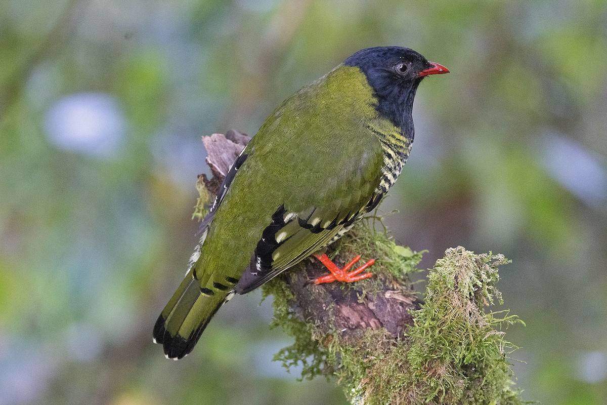 Barred Fruiteater - ML619783840