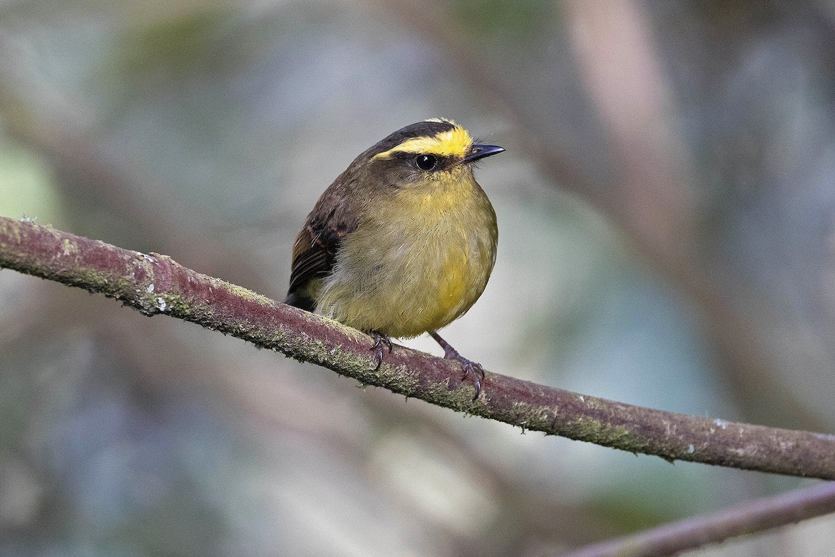 Yellow-bellied Chat-Tyrant - ML619783844