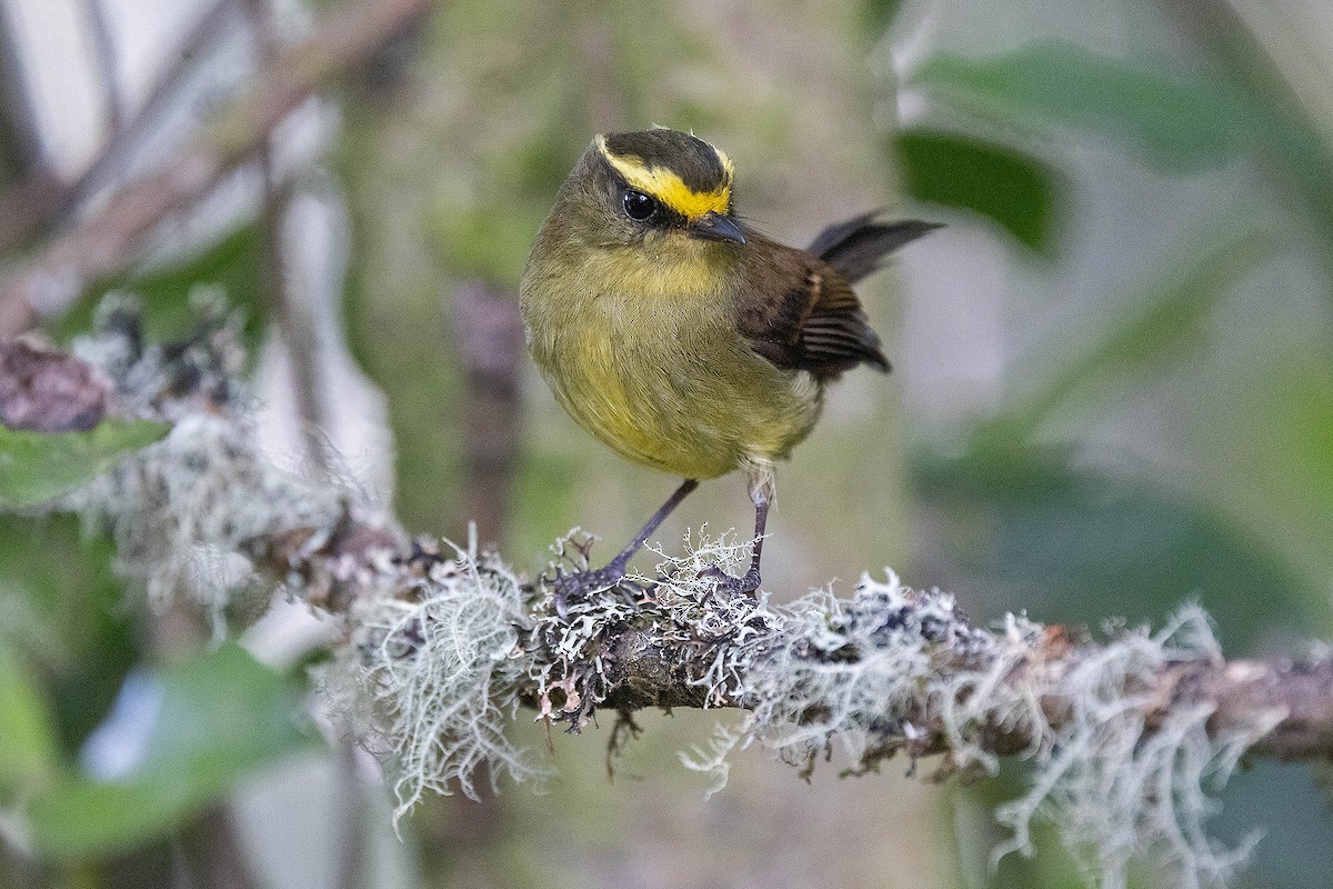 Yellow-bellied Chat-Tyrant - ML619783846