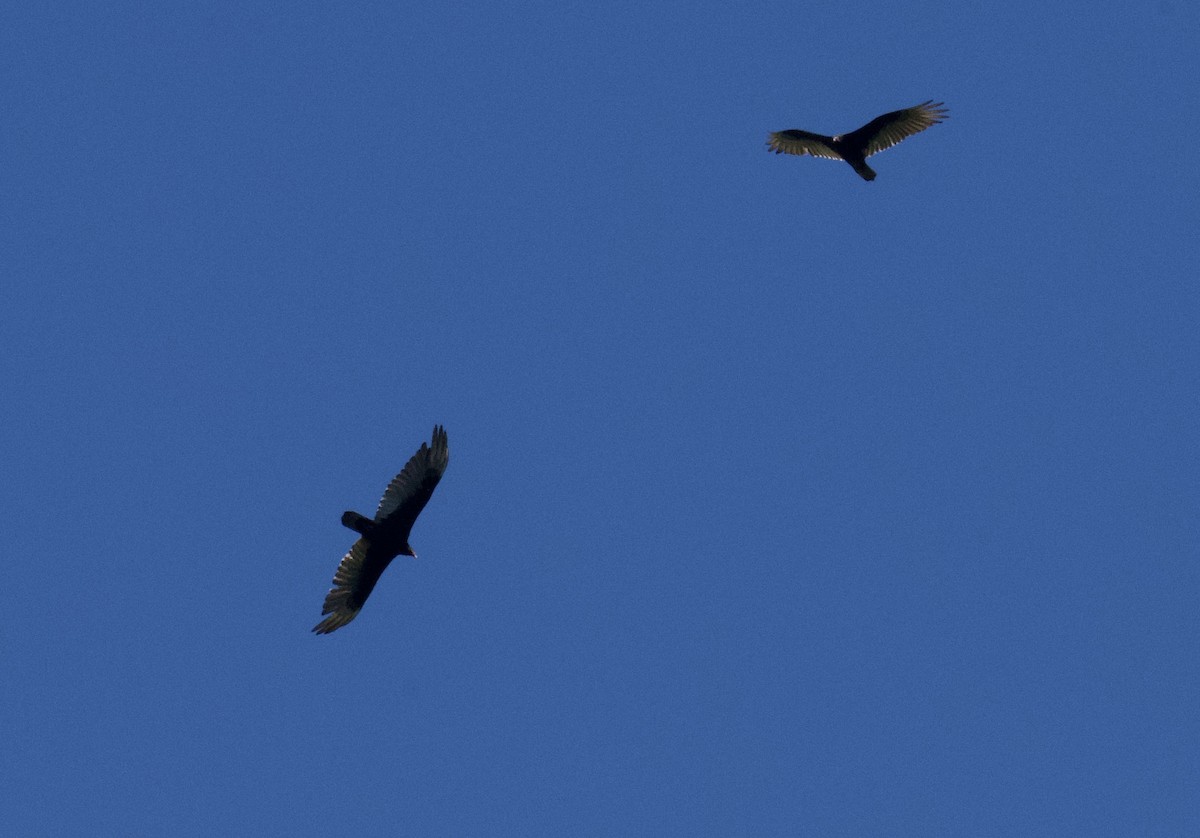 Turkey Vulture - ML619783854