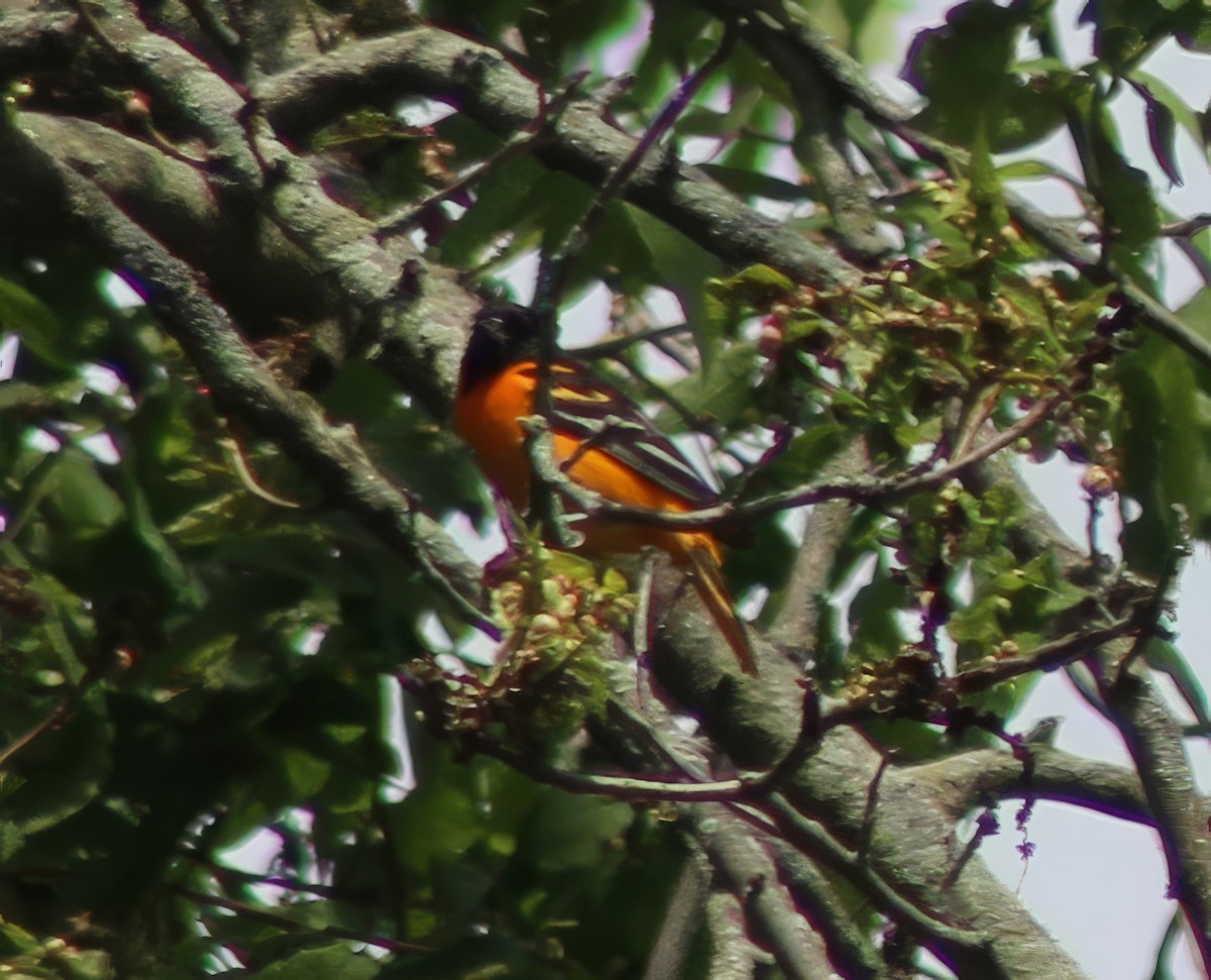 Oriole de Baltimore - ML619783873