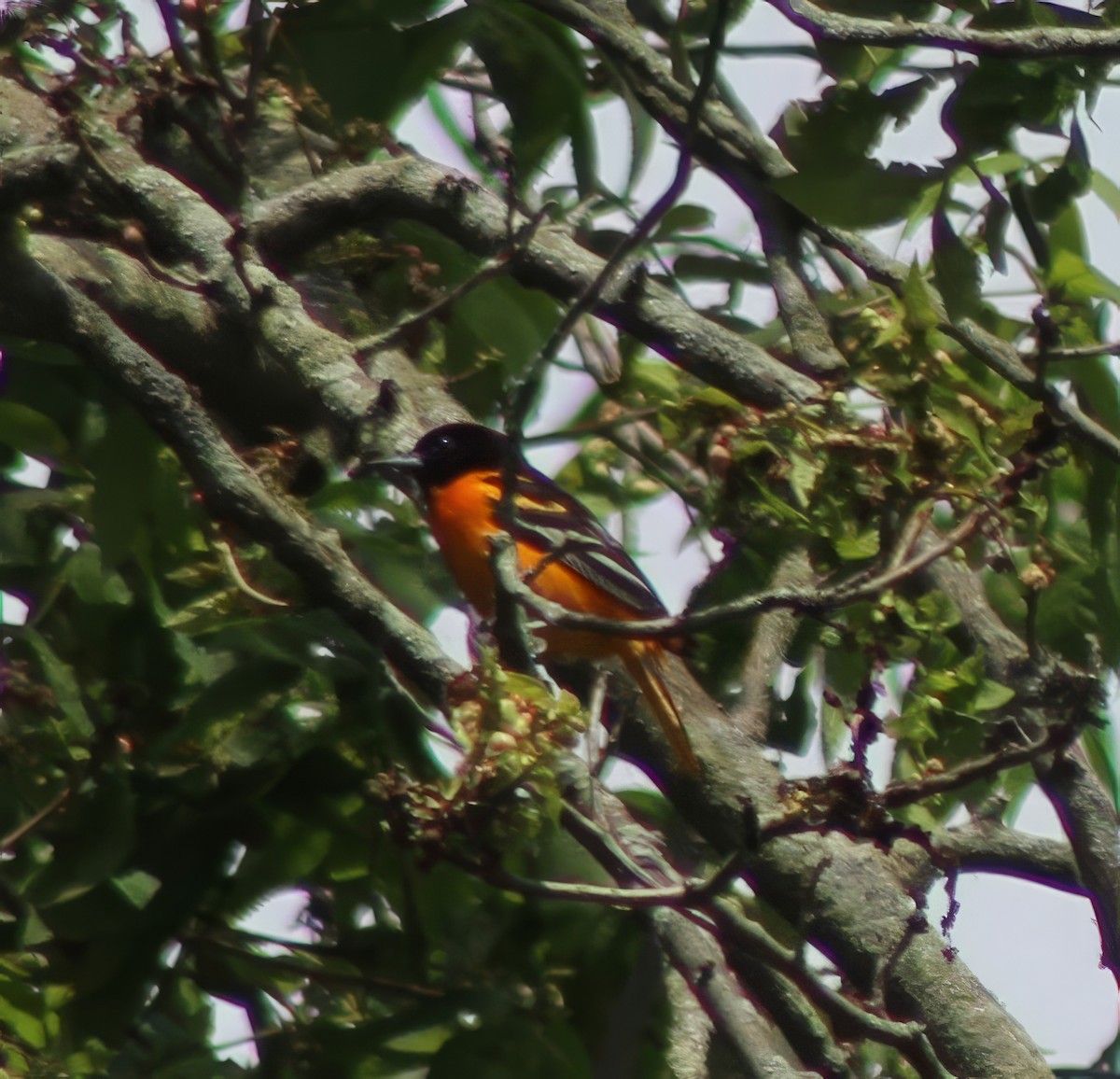 Oriole de Baltimore - ML619783874