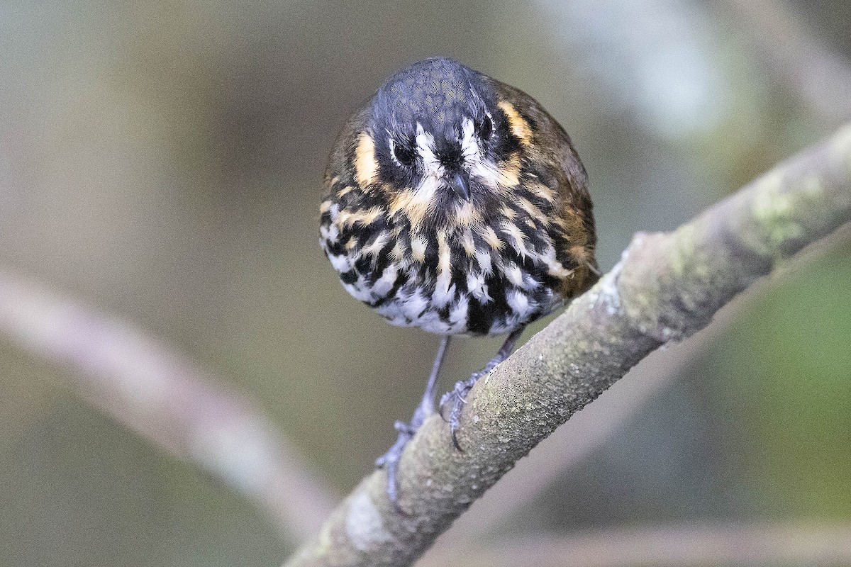 Crescent-faced Antpitta - ML619783893