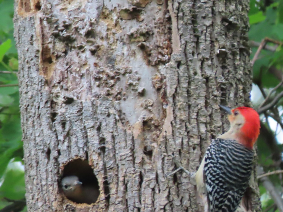 Red-bellied Woodpecker - ML619783902