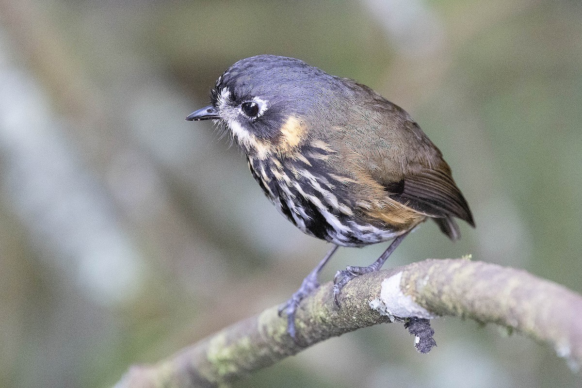 Crescent-faced Antpitta - ML619783920