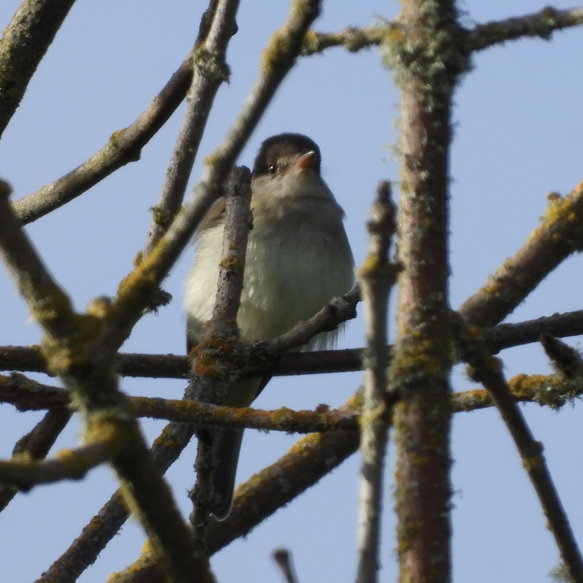 Willow Flycatcher - ML619783923