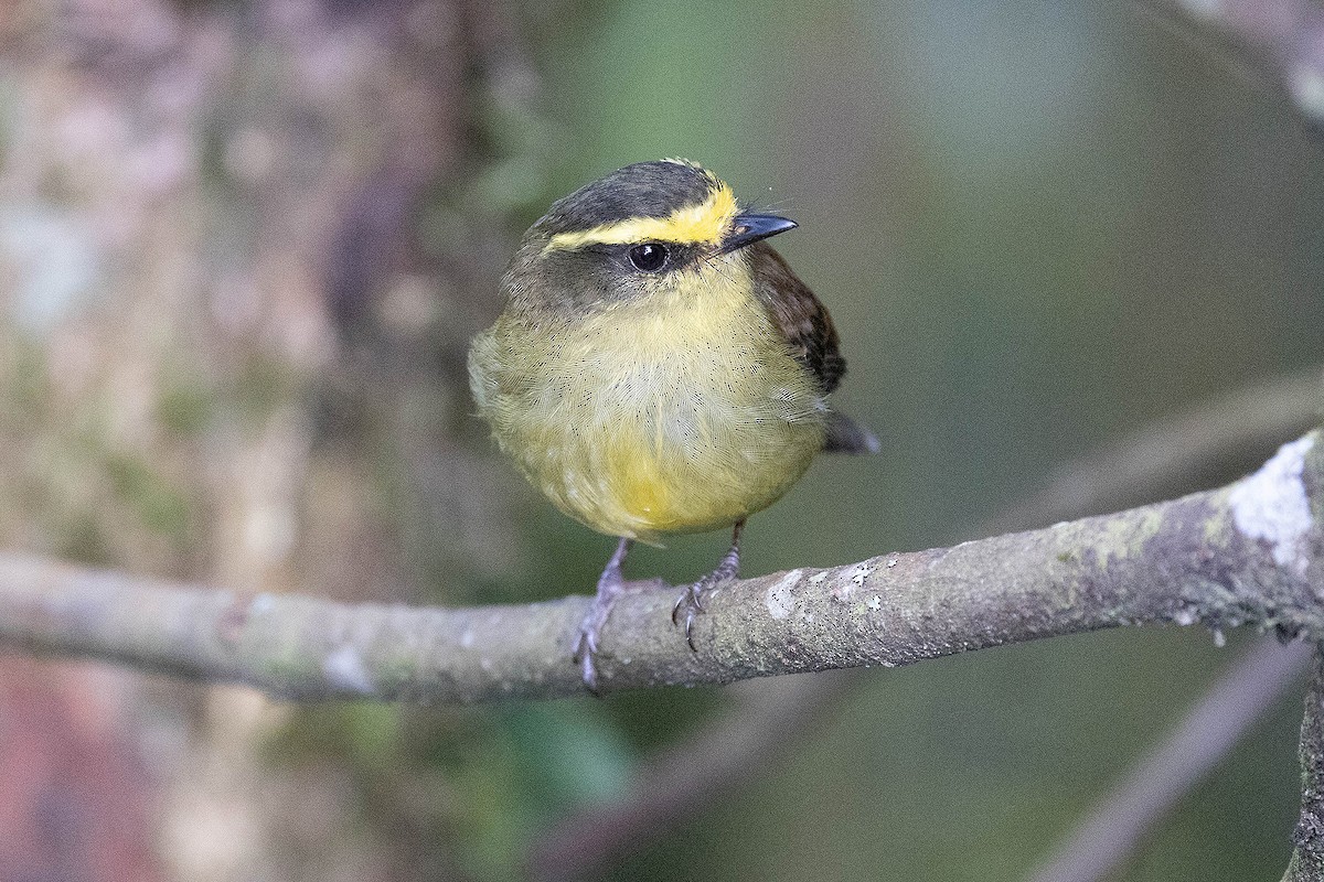 Yellow-bellied Chat-Tyrant - ML619783929