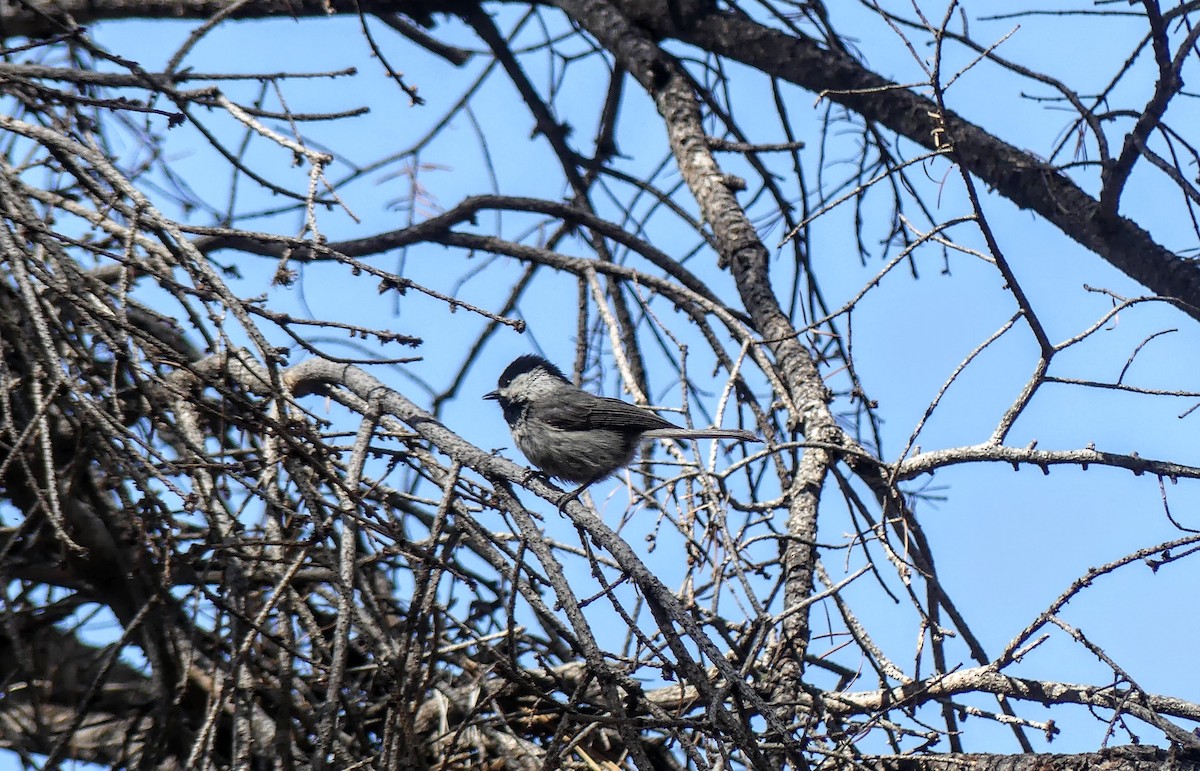 Mexican Chickadee - ML619783953