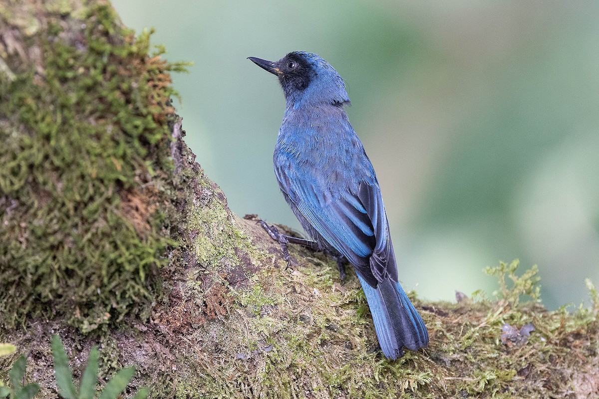 Masked Flowerpiercer - ML619783956