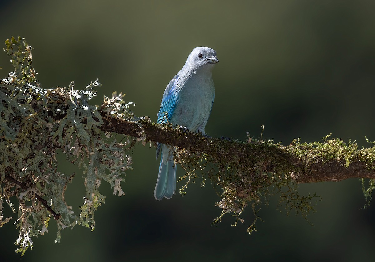 Blue-gray Tanager - ML619783960