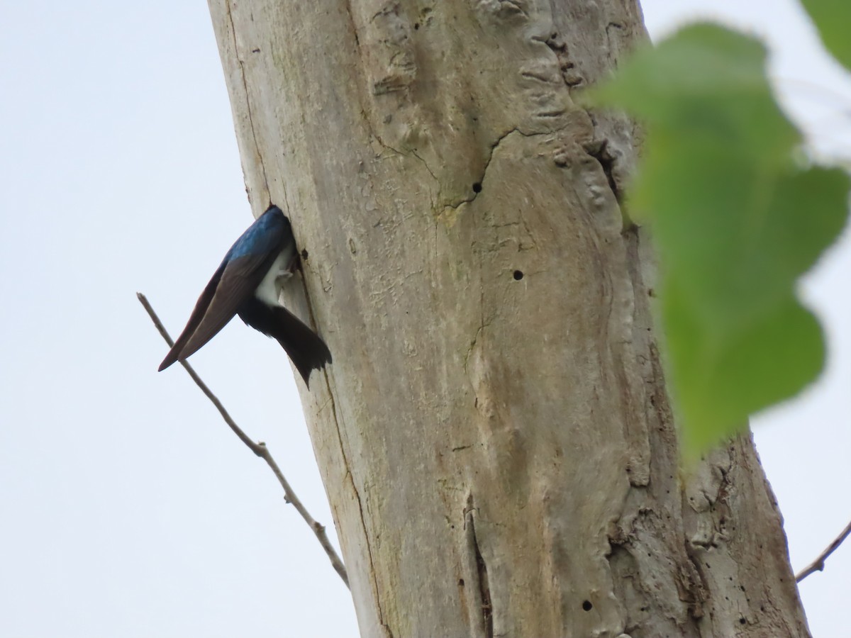 Tree Swallow - ML619784010