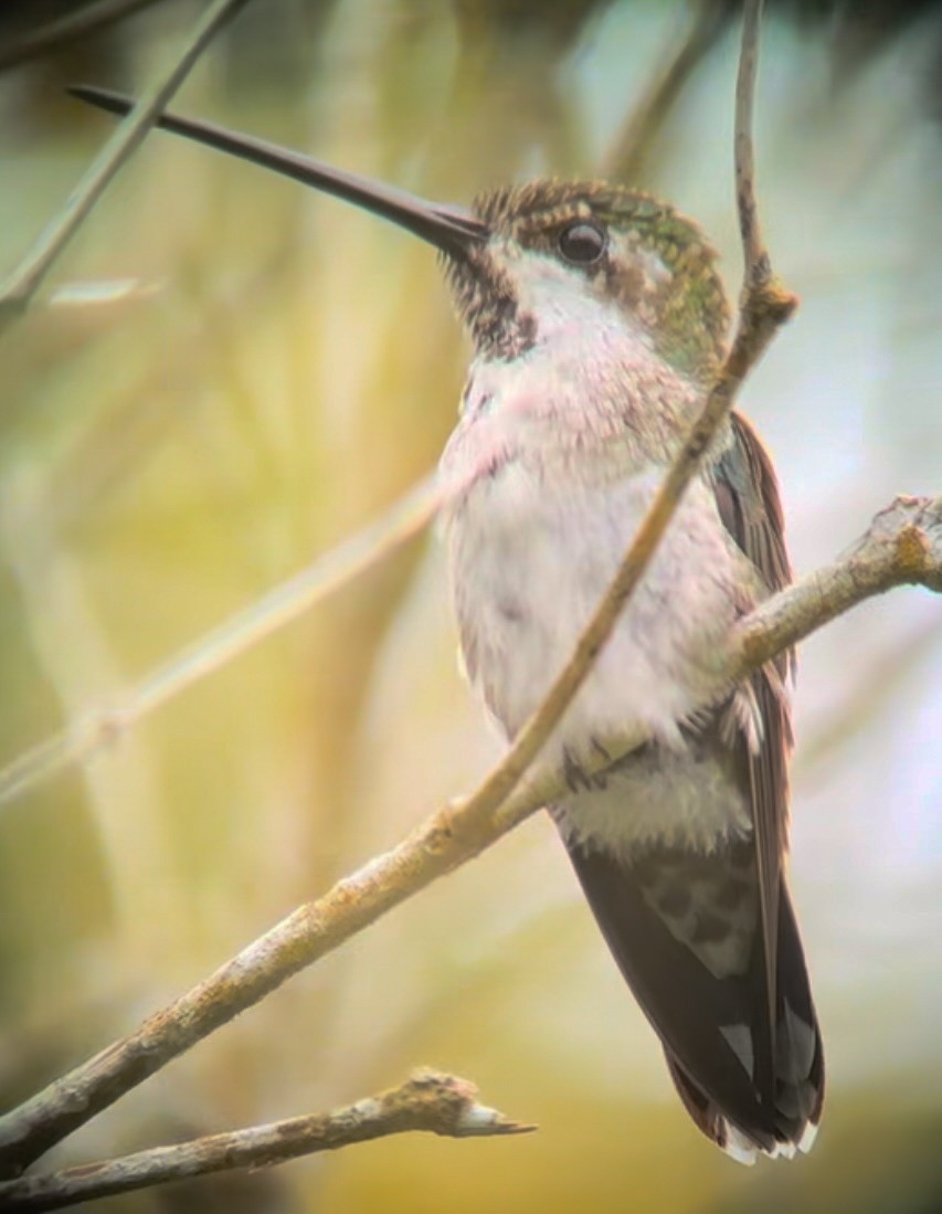 Colibrí Pochotero - ML619784022