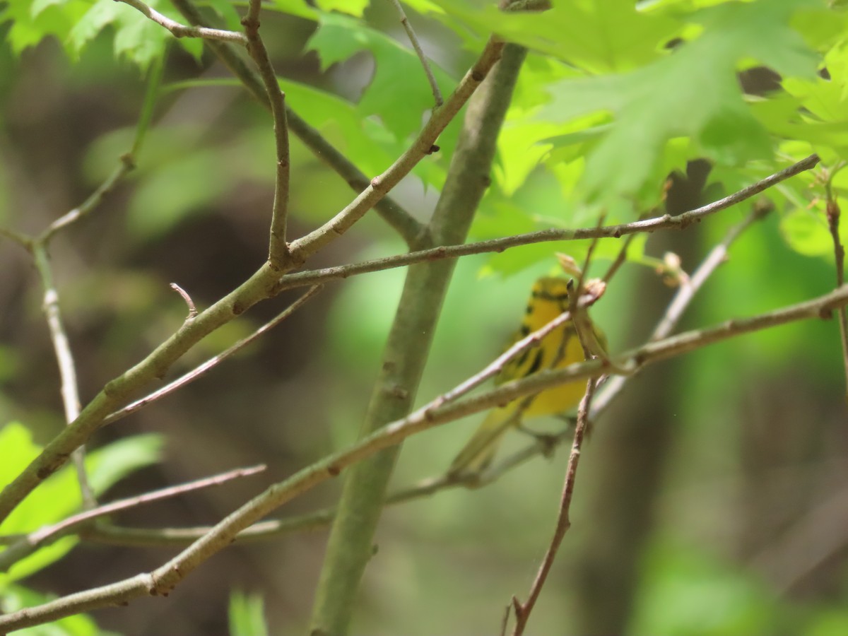 Prairie Warbler - ML619784047