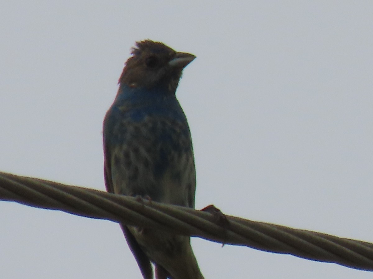 Indigo Bunting - ML619784059