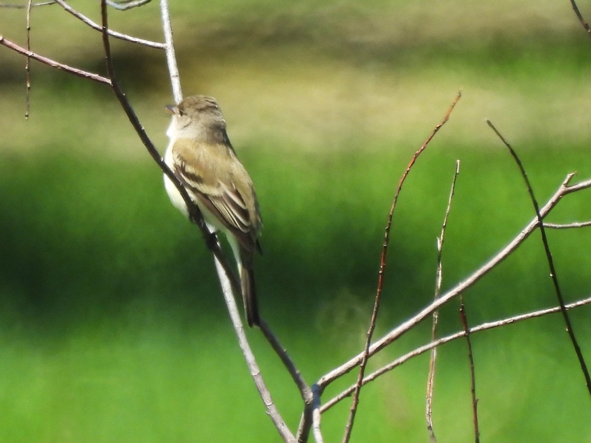 vierempid - ML619784060