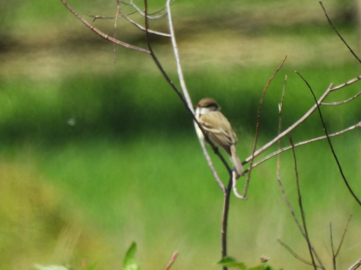 vierempid - ML619784061